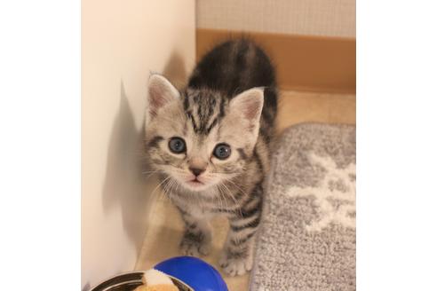 成約済の大阪府のアメリカンショートヘア-7444の1枚目